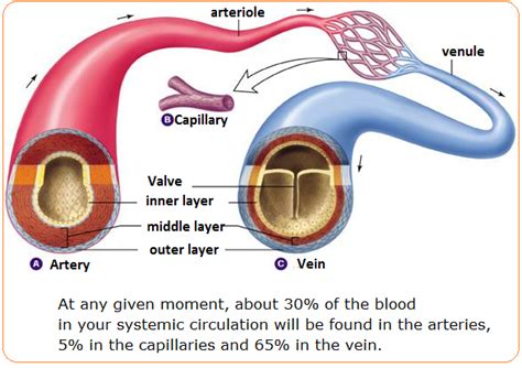 A healthy cardiovascular system is vital to supplying the body with oxygen and nutrients. # 72 Arteries, veins and capillaries - structure and ...