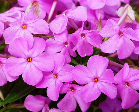 Perennials From Chicagoland Grows Forever Pink Phlox