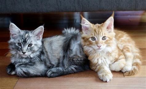 Descriptions and images are of the actual kitten being offered. Maine Coon For Sale California - petfinder