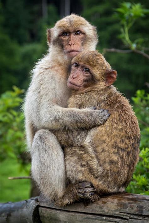 2 Monkeys Hugging Stock Image Image Of Adult Africa 30495407