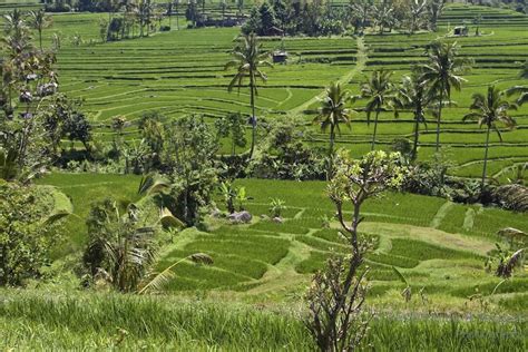 A Guide To Visiting Jatiluwih Rice Terraces In Bali Indonesia