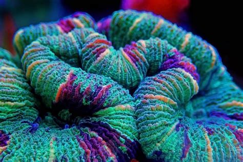 Top 10 Lps Corals For Beginners • Fish Tank Advisor