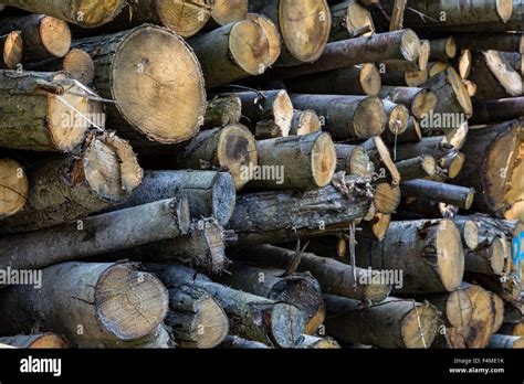 Log Piles In Sussex Forest Stock Photo Alamy