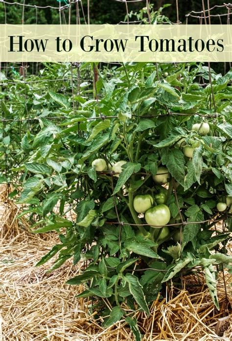 Because tying up and providing support is vital to healthy, strong plant growth, and most importantly, a great harvest! How to Grow Tomatoes in Your Garden - From Seed to Harvest