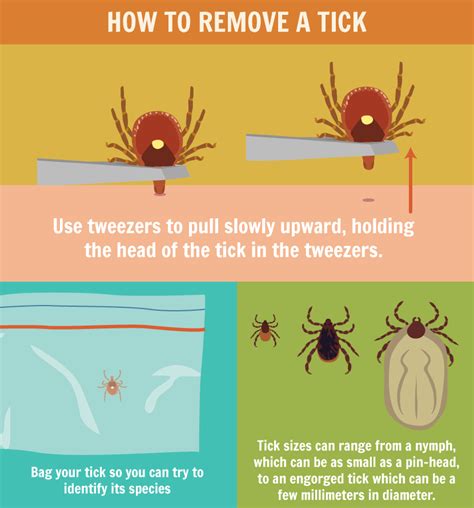 How To Remove A Tick Safely Howotre