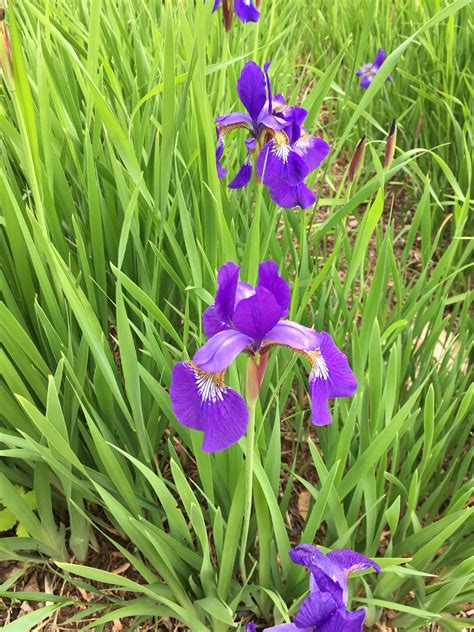 Northern Blue Flag Iris Seed Iris Versicolor Perennial Etsy In 2022