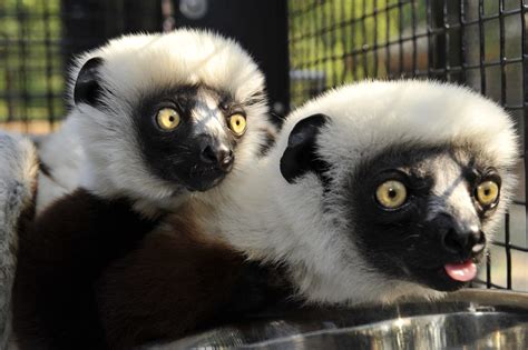 Genome Sequences Show How Lemurs Fight Infection Duke Lemur Center