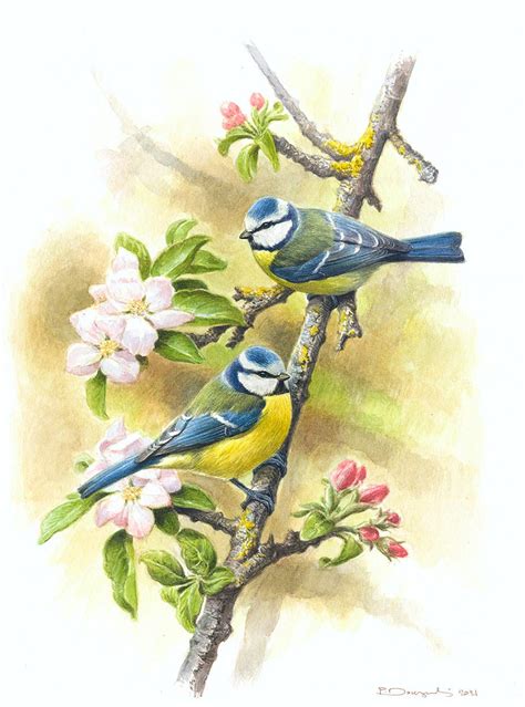 Blue Tits On Apple Tree Birdforum