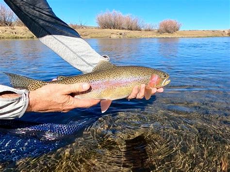 Fly Fishing Hot Spots Hams Fork River Wyoming Finn Prowess Fly