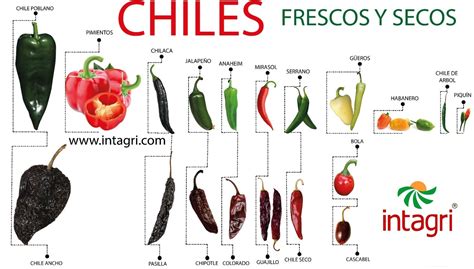 Tipos De Chiles Intagri Sc