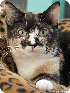 Learn more about animal house cat rescue and adoption center in st. St Louis, MO - Calico. Meet Chickadee, a cat for adoption ...