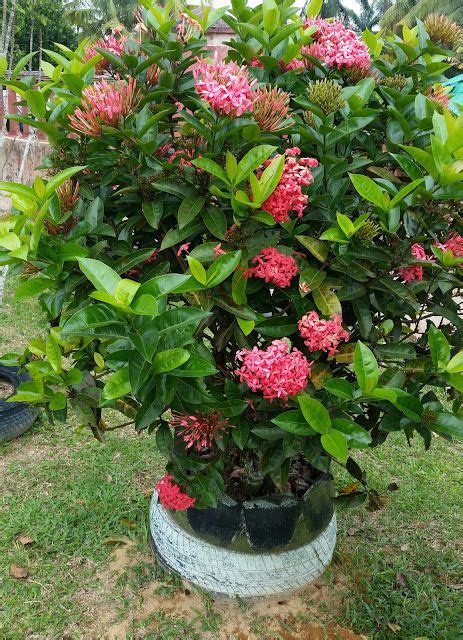 Pokok Renek Berbunga Merah Edward Henderson