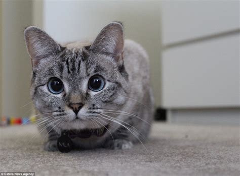 Instagrams Most Famous Cat Nala Has Amassed More Than One Million