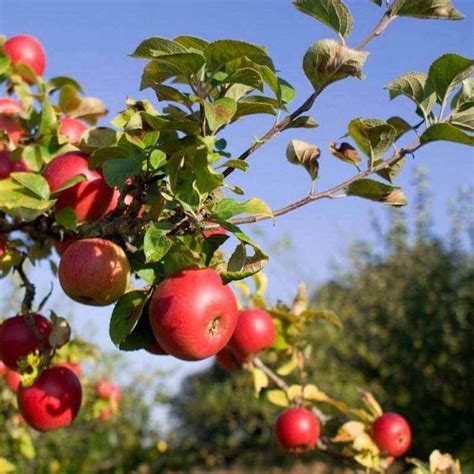 Pink Lady Apple Planting Package Oxfarm