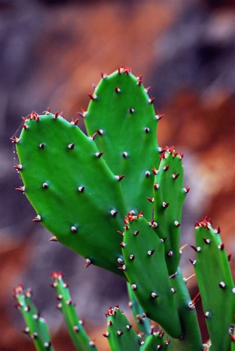 Cactus Plant Leaves Cactus Plants