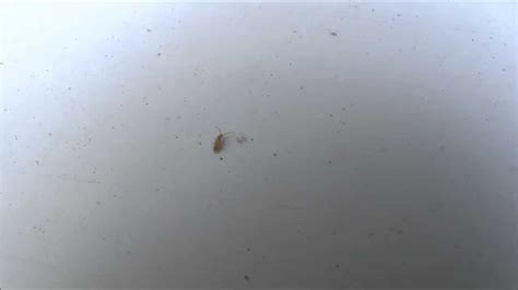 Maycintadamayantixibb Tiny Bugs In Bathroom And Window Sills