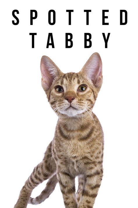 Spotted Tabby Cats Which Breeds To Look For And What To Expect