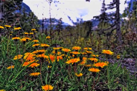 Wild Flowers In Glacier National Park I Loved This Flowers Flickr