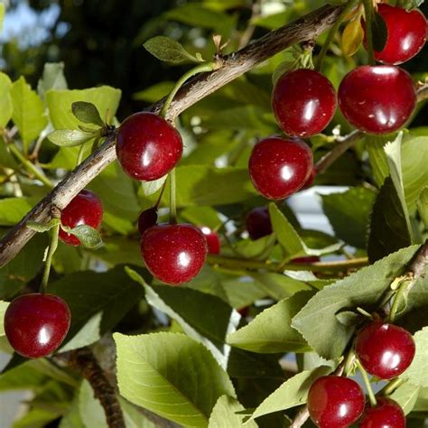 English Morello Cherry Tree