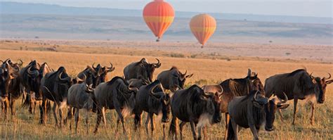 3 Days Masai Mara Game Reserve Explore Africa Holidays Safaris