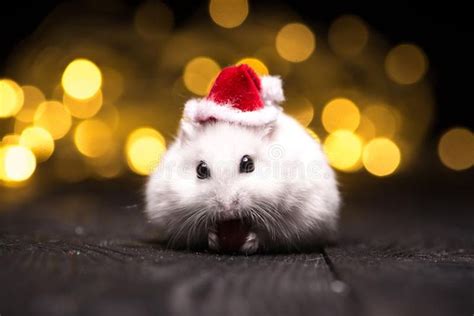 Photo About Cute Hamster With Santa Hat On Bsckground With Christmas