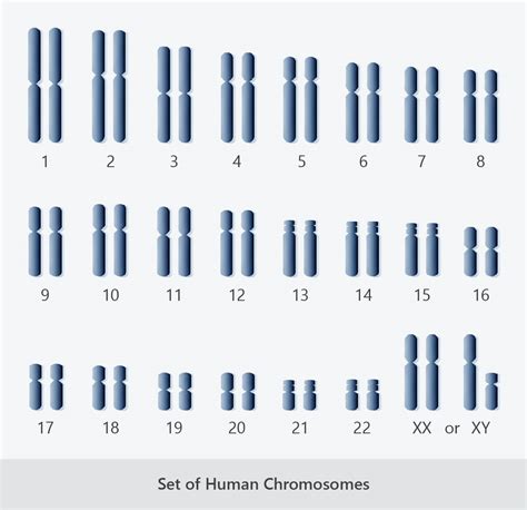 Chromosomes Diploid Cells And Haploid Cells Good Science