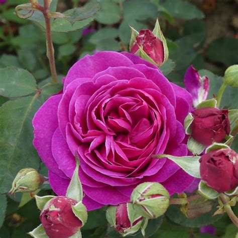 Old Port Floribunda Bush Rose £1575 Eastcroft Roses