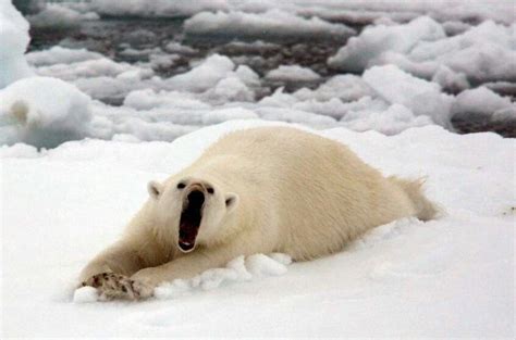 17 Best Images About Polar Bear On Pinterest Happy Mothers Day
