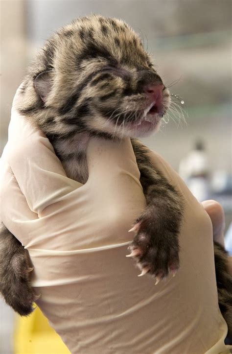 New Clouded Leopard Cubs At The National Zoo Zooborns
