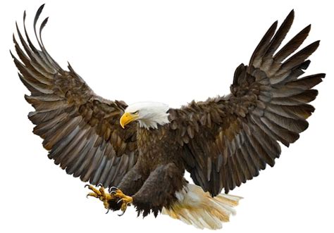 Premium Vector Bald Eagle Flying Swoop Hand Draw And Paint Color