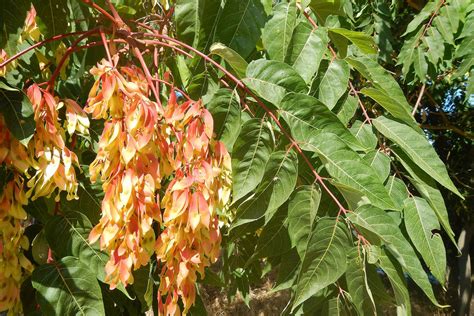 Tree of heaven seed cluster - delaware-surf-fishing.com