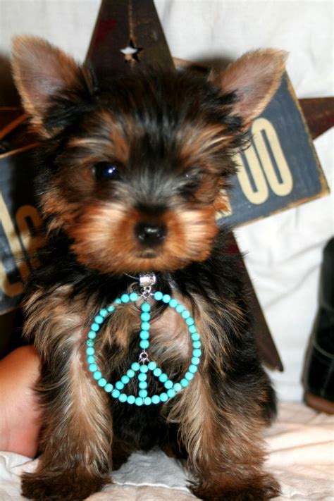 Located in the country at the edge of collin county & dallas county. Wild West Yorkies, Txyorkie.com, Yorkie Puppies for sale ...
