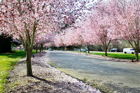 Types of Flowering Trees You Will See this Spring in the Chicago Area