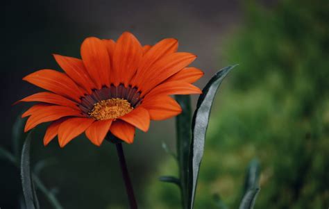 Download Daisy Orange Flower Close Up Flower Photography Macro 4k Ultra