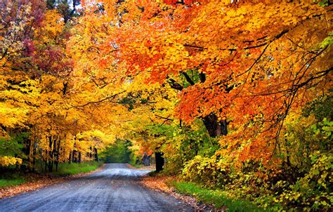 Wallpaper Road Autumn Forest Leaves Trees Nature Park Colors