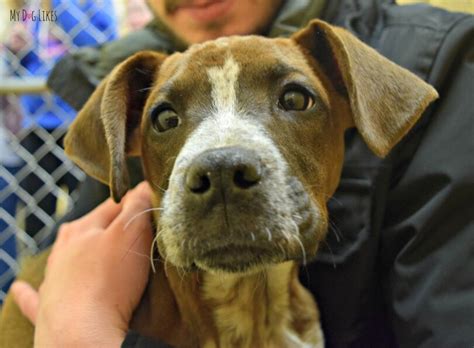 Petsense® has everything you need for your new pet including all of the essentials like pet food, toys, treats and services to keep them happy and healthy! List of Shelters and Dog Rescues in Rochester, NY