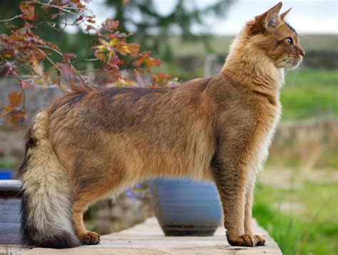 Cat Breeds With Long Fluffy Tails Pets Lovers