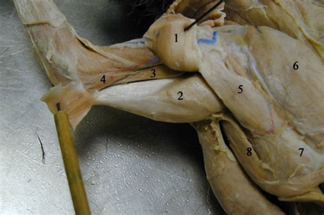 Two slightly different images are presented on top of one another. Cat Muscles of the Lateral Surface of the Front Leg