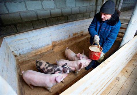 Чем и как правильно кормить поросят и свиней кормление в домашних условиях