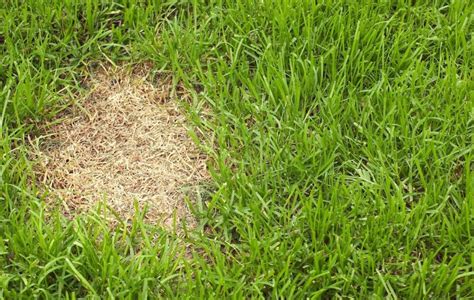 6 Summer Lawn Diseases That Can Ruin Your Lawn Treenewal