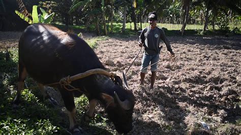 Carabao Farming In Cebu Filipino Culture Youtube