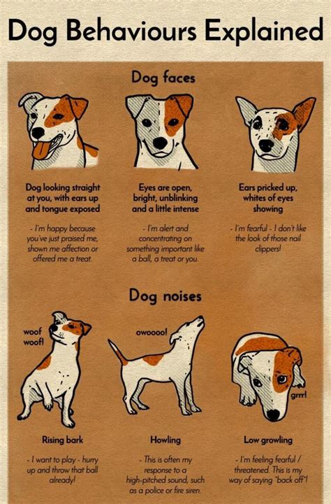 A Chart That Will Help You Finally Understand Your Dog Dog Body