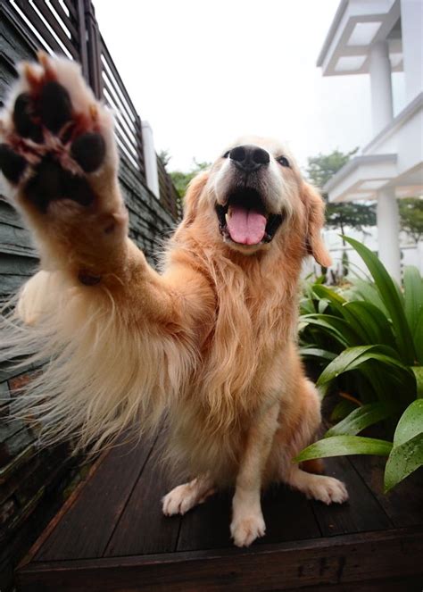 10 Pics Of Golden Retrievers That Will Make You Laugh Every Time