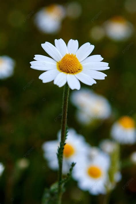 Wild Camomile Flowers Growing On The Meadow Background And Picture For