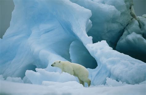 Scientists Identify New Polar Bear Population Uniquely Prepared For