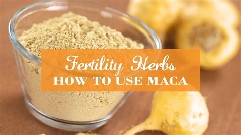 maca root contraindications and benefits healthy life tips