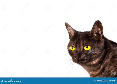 Isolated Black Cat With Amber Eyes On A White Background Stock Photo