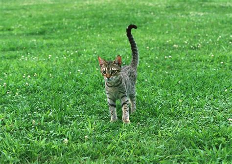 Free Images Cat On Grass