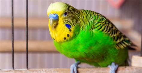 Can Parakeets Talk How To Teach Parakeets To Talk