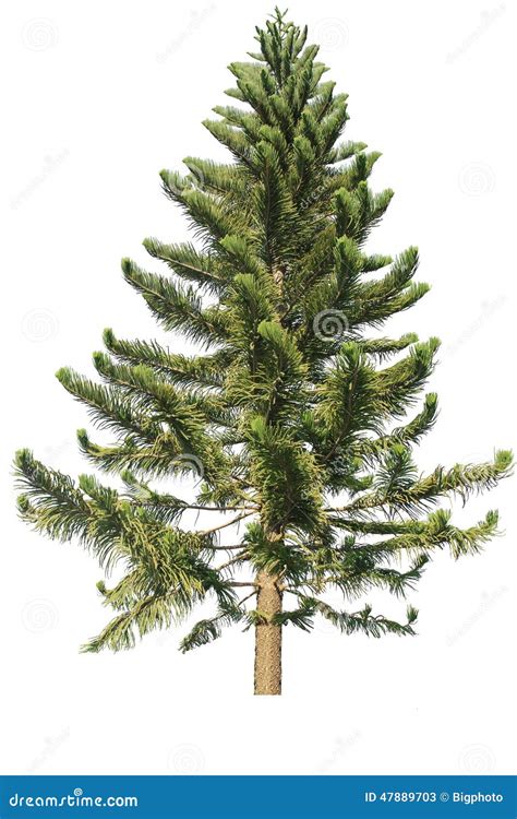 Pine Tree Isolated On A White Background Stock Image Image Of Ecology